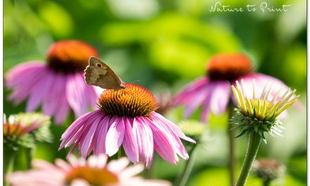 Purpur-Sonnenhut. Lieblingsblume aller Bienen und Schmetterlinge