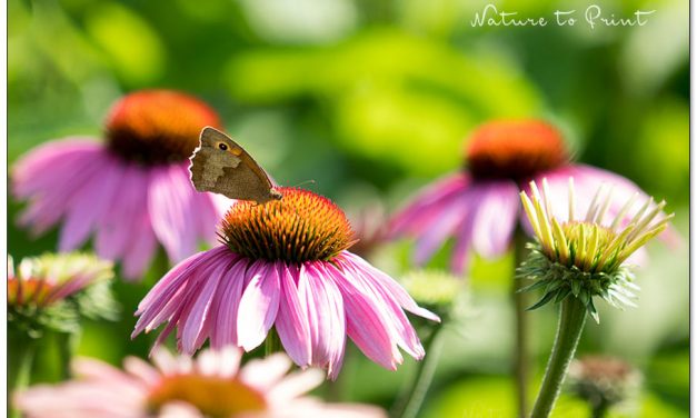 Purpur-Sonnenhut. Lieblingsblume aller Bienen und Schmetterlinge