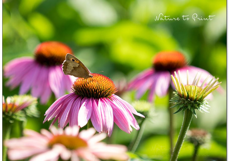 Purpur-Sonnenhut. Lieblingsblume aller Bienen und Schmetterlinge