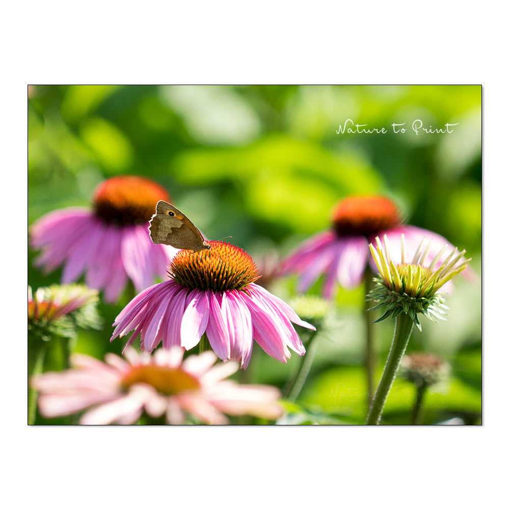 Purpur-Sonnenhut. Lieblingsblume aller Bienen und Schmetterlinge