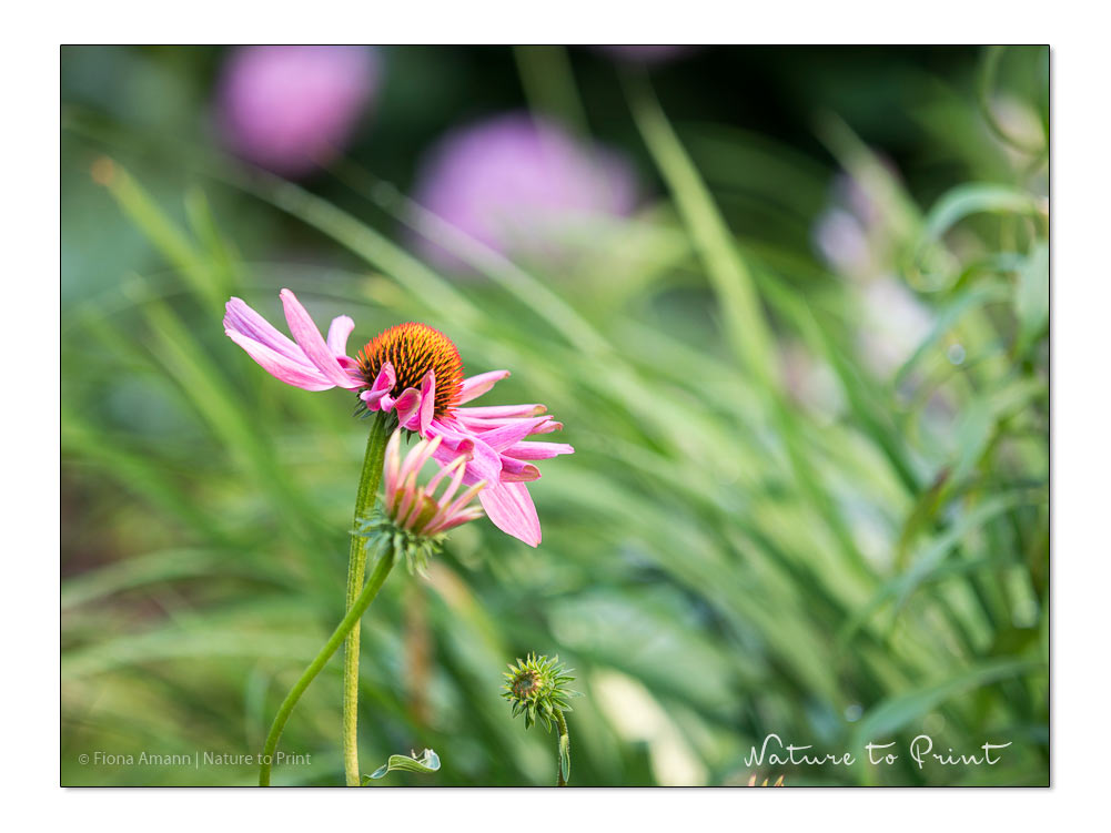 Gartenarbeiten im August | Purpur Sonnenhut im Garten von Nature to Print