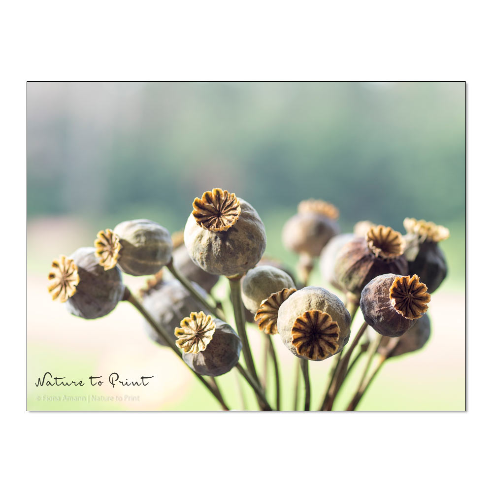 Mohnkapseln in der Vase | Trockenstrauß Mohn