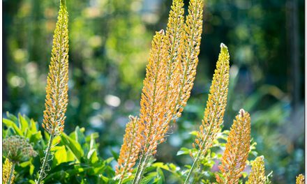 Steppenkerzen, fantastische Giganten mit Fernwirkung im Blumengarten