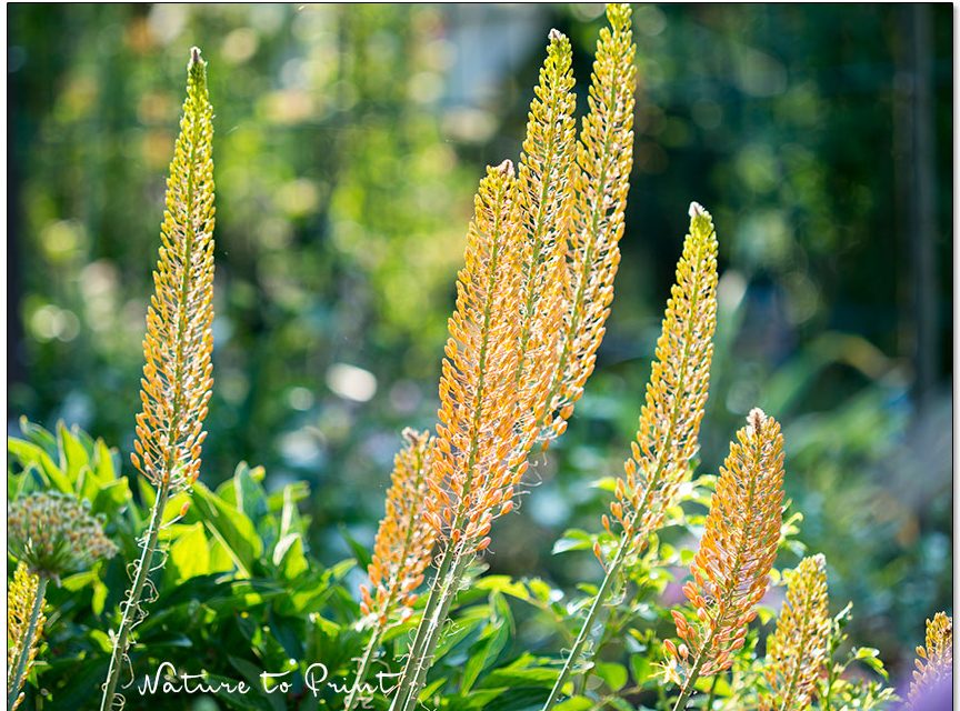 Steppenkerzen, fantastische Giganten mit Fernwirkung im Blumengarten