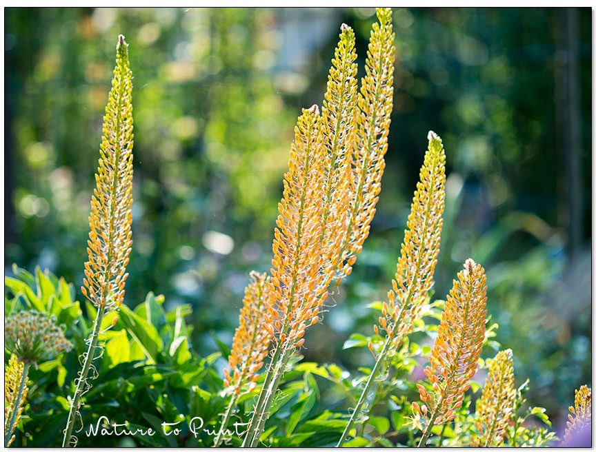 Steppenkerzen, gigantische Solitäre im Blumengarten