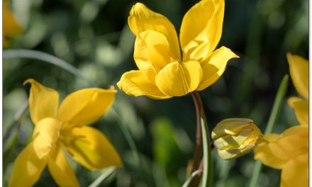 Besondere Blumenzwiebeln, die nicht jeder hat.