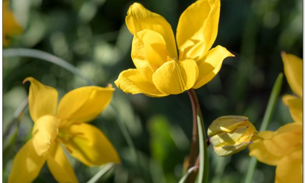 Besondere Blumenzwiebeln, die nicht jeder hat.