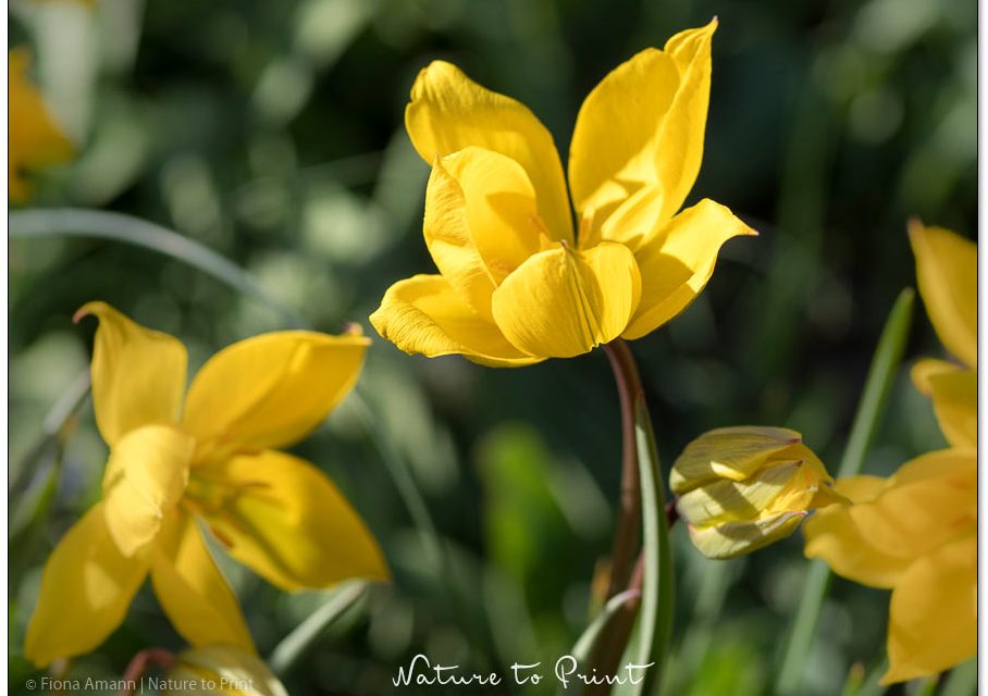 Besondere Blumenzwiebeln, die nicht jeder hat.