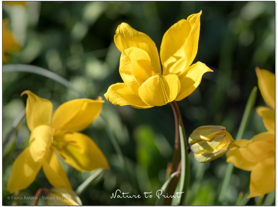 Besondere Blumenzwiebeln, die nicht jeder hat. Bienenfreundliche Pflanzen, Blumengarten, Frühlingsbild, Gartentipps, Tulpen Besondere Blumenzwiebeln, die nicht jeder hat. Weinbergstulpe Sylvestris