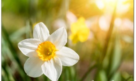 Warum Frühlingsbilder im Herbst entstehen. Ein Hoch auf vielseitige Zwiebelblumen.