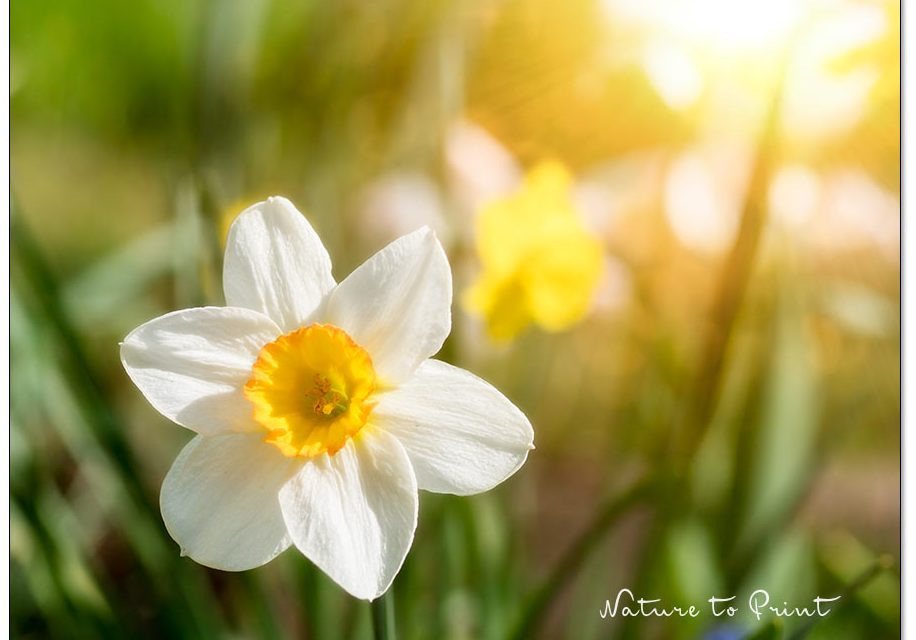Warum Frühlingsbilder im Herbst entstehen. Ein Hoch auf vielseitige Zwiebelblumen.