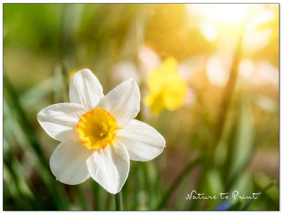Warum Frühlingsbilder im Herbst entstehen. Ein Hoch auf vielseitige Zwiebelblumen. Blumenbild, Blumenfotografie, Blumengarten, Frühlingsbild, Gartentipps, Tulpen Wie Frühlingsbilder entstehen. So machen Zwiebelblumen Karriere.