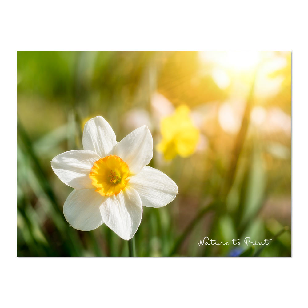 Wie Frühlingsbilder entstehen. So machen Zwiebelblumen Karriere.