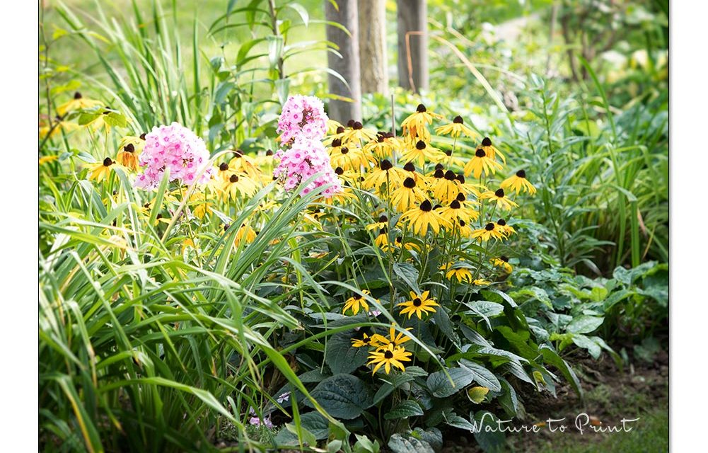 Gartenarbeiten im September. Lust auf Neues und Vorfreude im Blumengarten.