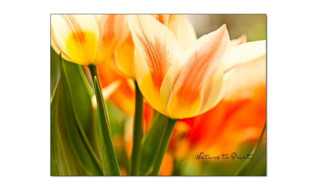 Ohne Blumenzwiebeln, ohne Vielfalt, kein bunter Frühlingsgarten!