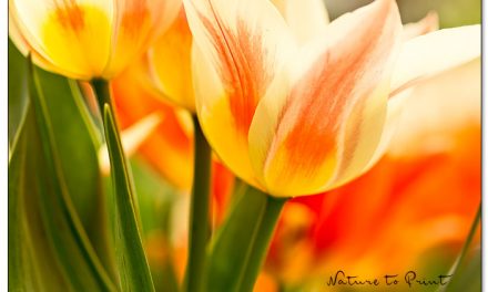 Ohne Blumenzwiebeln, ohne Vielfalt, kein bunter Frühlingsgarten!