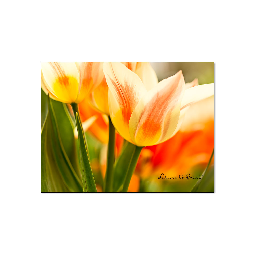 Ohne Blumenzwiebeln, kein Frühlingsgarten!