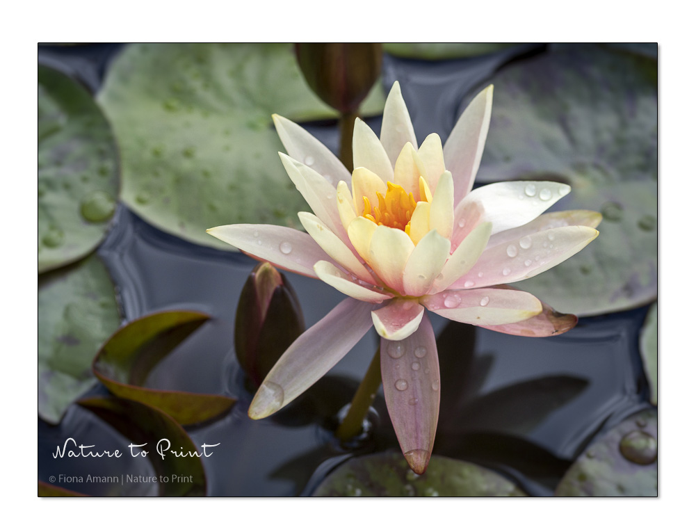 Kleine Seerose,