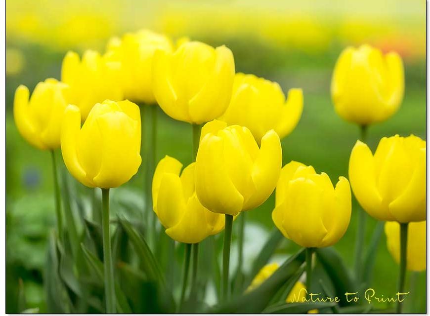 Gelbe Blüten gegen Herbst- und Winterblues