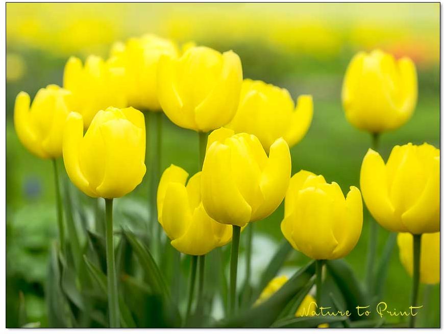 Gelbe Blüten gegen Herbst- und Winterblues | Tulpenbild Lichtträger