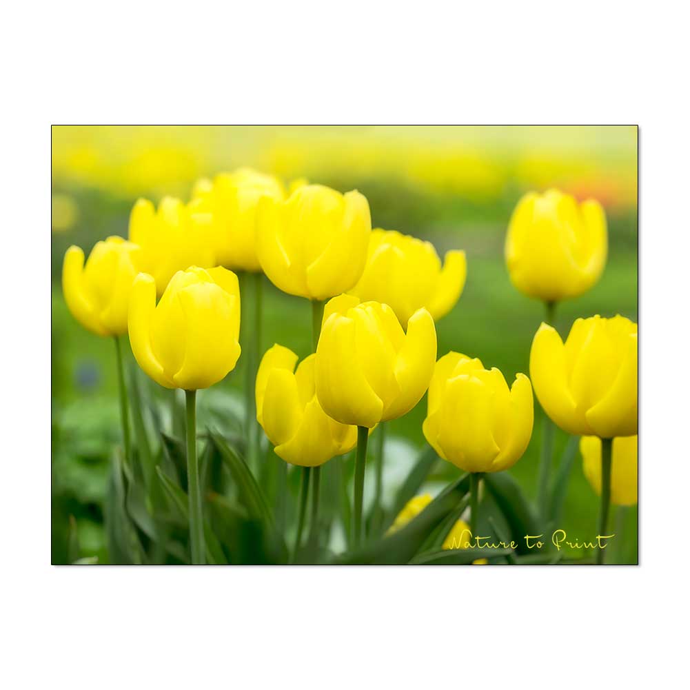 Gelbe Blüten gegen Herbst- und Winterblues | Tulpenbild Lichtträger