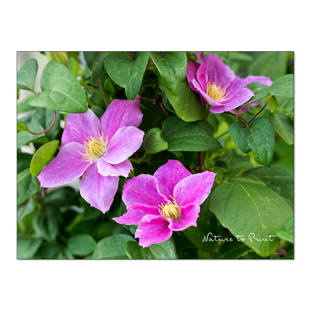 Clematis Hanaguruma | Hilfe, warum blüht meine Clematis nicht