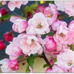 Geschenke und Geschenkideen für Gärtnerinnen