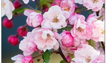 Geschenke und Geschenkideen für Gärtnerinnen