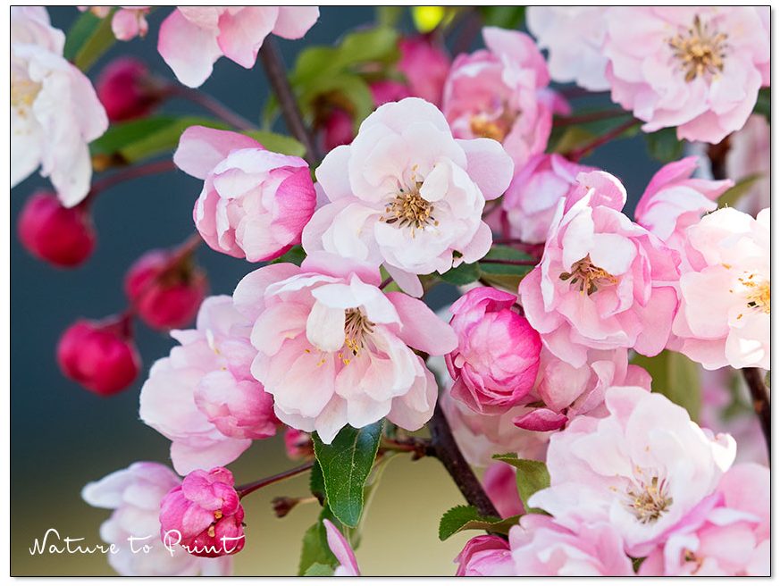 Geschenke und Geschenkideen für Gärtnerinnen: ein Blumenbild
