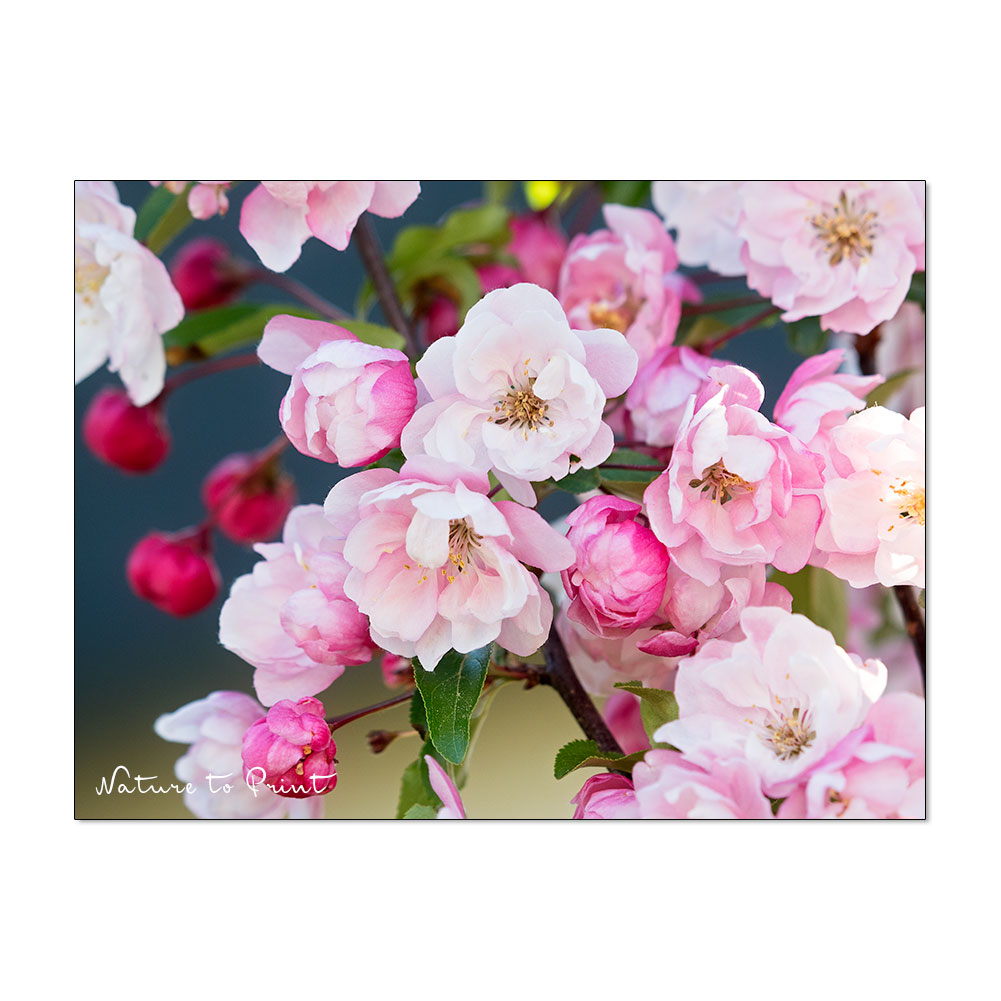 Geschenke und Geschenkideen für Gärtnerinnen: ein Blumenbild