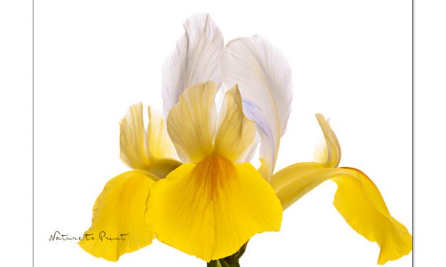 Faszination Iris: Blumenbilder mit Stil, Stolz und Eleganz.