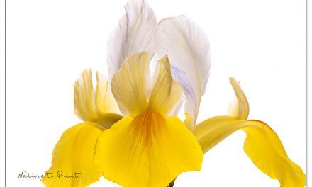 Faszination Iris: Blumenbilder mit Stil, Stolz und Eleganz.