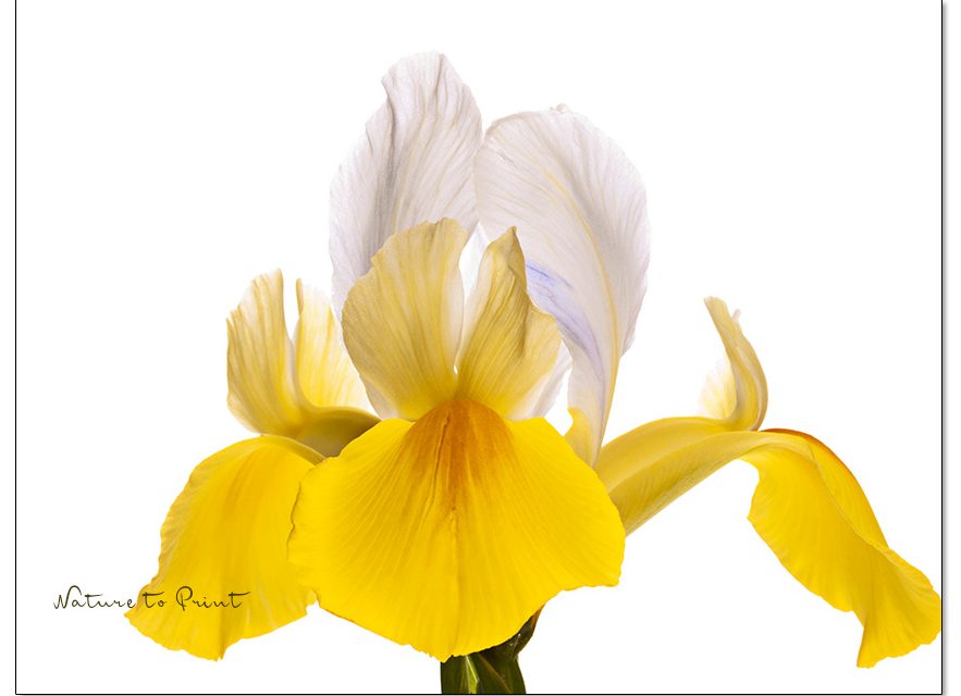 Faszination Iris: Blumenbilder mit Stil, Stolz und Eleganz.