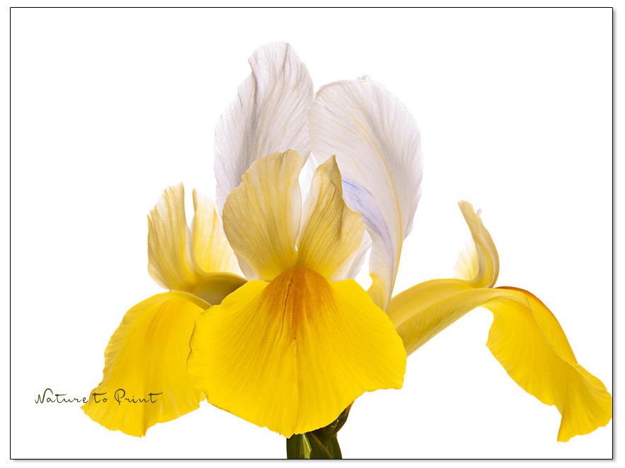 Iris-Blumenbilder, Wandbilder mit Stil, Stolz und Eleganz.