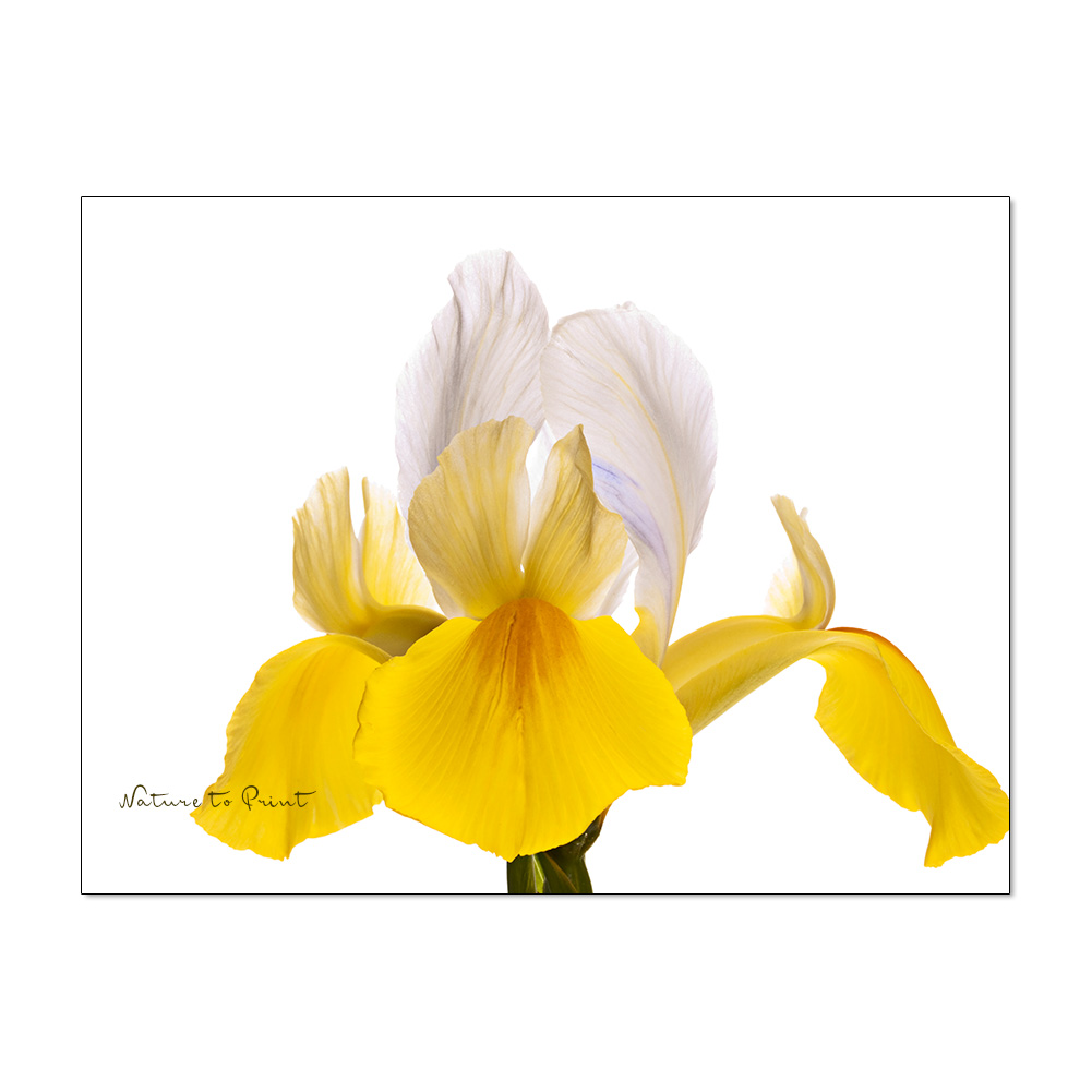 Iris-Blumenbilder, Wandbilder mit Stil, Stolz und Eleganz.