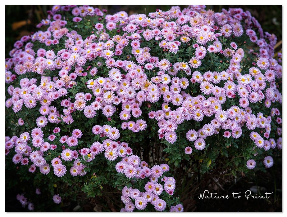 Pinke Garten-Chrysantheme blüht überreich im Spätherbst von Oktober bis November Pinke Garten-Chrysantheme, pures Glück wegen ihrer späten Blüte