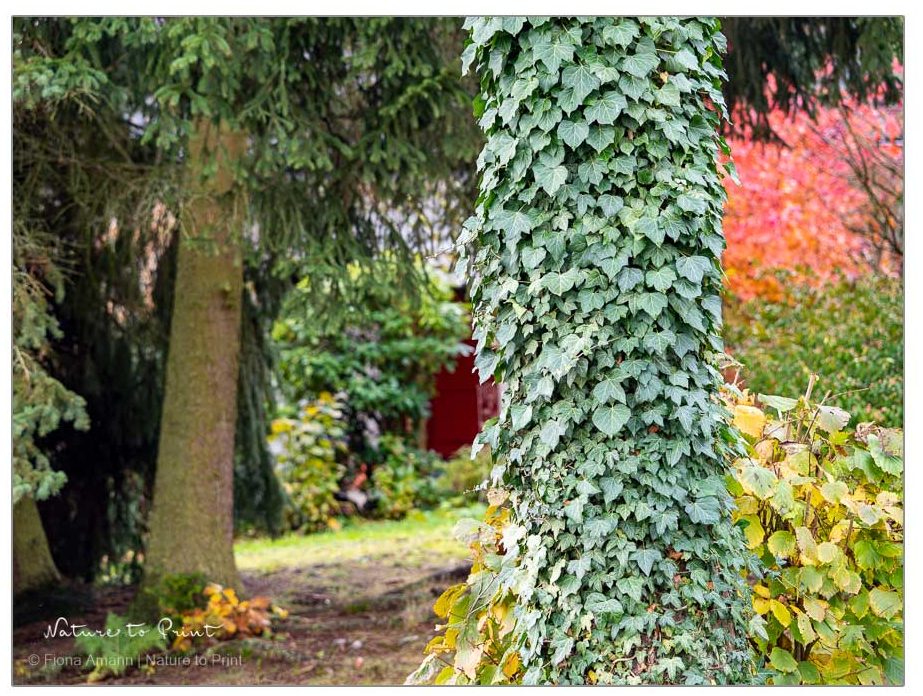 Efeu erobert jedes Terrain, erklimmt gleichermaßen Bäume und Fassaden Efeu steht für ewiges Leben