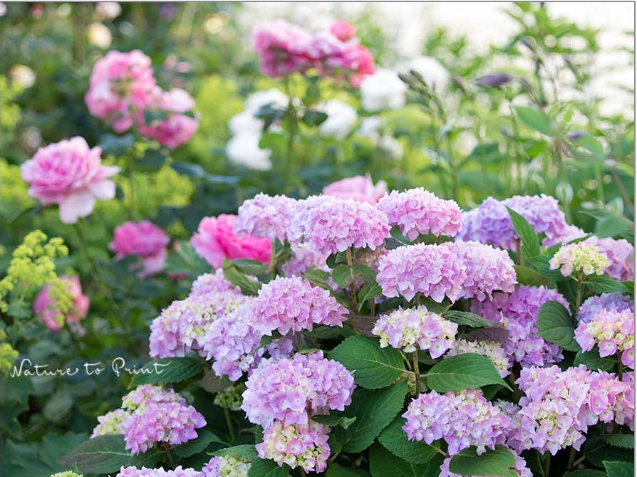 Hortensien schneiden abFebruar