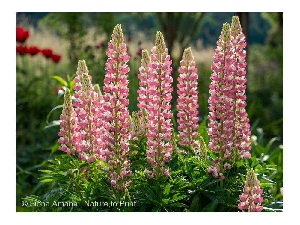 Lupine im Garten. Eine kurzlebige Staude, die wie zweijährige Sommerblume gehalten wird.