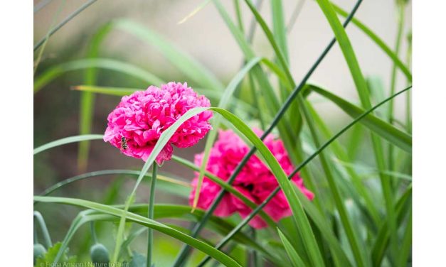 Flora Trans Tulpen Blumenstrauß Vorfreude auf den Frühling 