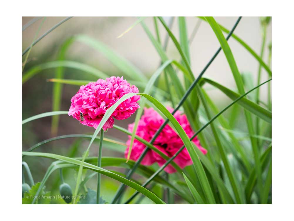 Pfingstrosenmohn wächst und blüht wo er will