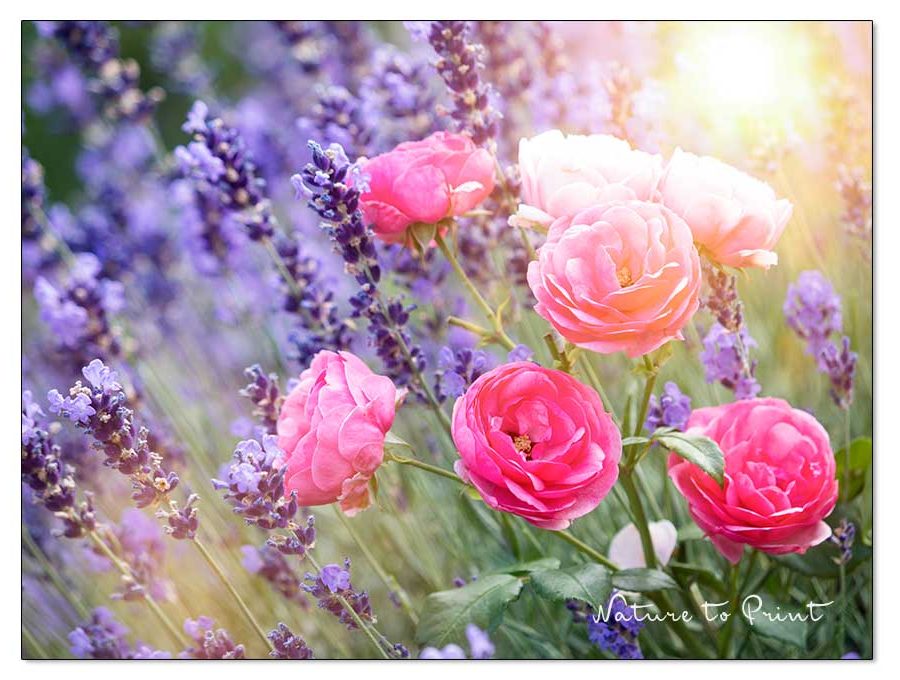 Dreamteam Märchenrose neben Lavendel in der Morgensonne Pomponella mit Lavendel in der Morgensonne