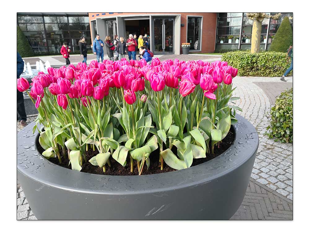 Blumenkübel im Winter mit Tulpen bepflanzt im Keukenhof, Holland