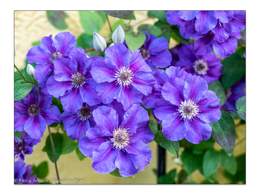 Blaue Clematis blüht im Garten im November