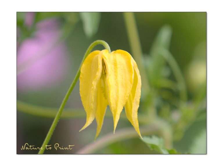 Hilfe, warum wächst meine Clematis nicht? Gartentipps