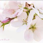 Gartentipps Dezember. Was gibt’s im Ziergarten noch zu tun?