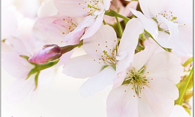 Gartentipps Dezember. Was gibt’s im Ziergarten noch zu tun?