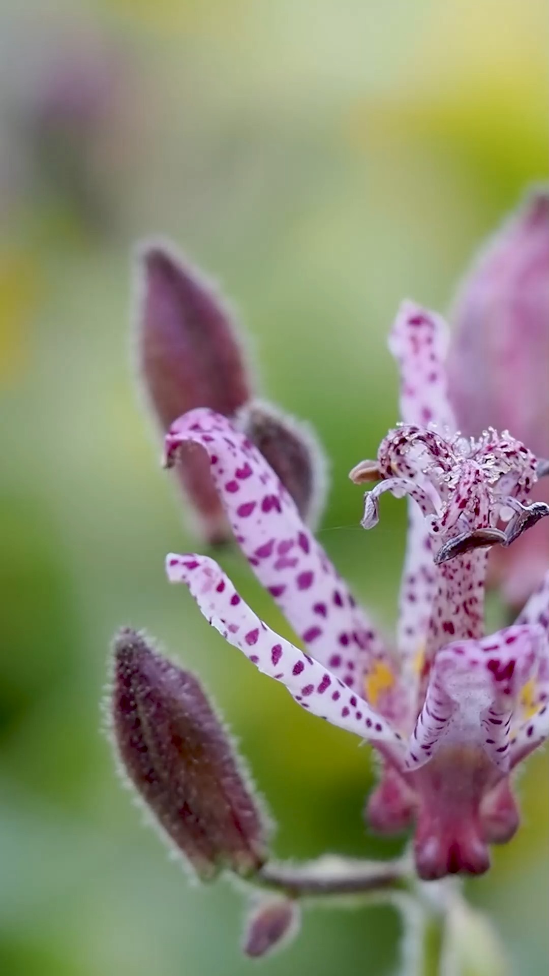 Japanische Krötenlilie, Stauden-Rarität mit spektakulären Blüten

Der Trivialname Krötenlilie wird dieser Pflanzenrarität nicht gerecht. Die Staude sieht nicht aus wie eine Kröte, sondern wirkt exotisch und geheimnisvoll. Ihre weißen (oder gelben) Blüten tragen rosa, pinke oder violette Tupfen und auffallend große Staubgefäße. Die Krötenlilie, auch Tigerstern genannt, ist eine Besonderheit im Staudengarten weil sie sehr spät im Halbschatten oder sogar Schatten blüht.

Die Staude gehört zu den Lilien- und Maiglöckchengewächsen und ist giftig. Also bitte nur anschauen, nicht essen! Haustiere meiden sie von ganz alleine.

Im Blog: Besonderheiten, Vermehrung, Pflanzpartner und mehr.

https://www.wo-blumenbilder-wachsen.de/kroetenlilie-tricyrtis/

Kurz: https://www.insbeet.de/Kroetenlilie

#schatten #garten #gartenwissen #gartentipps #pflanzenwissen #pflanzen #stauden #staudengarten #gartentipp #naturgarten #gärtnern #gartengestaltung #grünerdaumen #pflanzenpflege #herbstgarten #blumengarten #gartenimpressionen #gartenpflanzen #garteninspiration #blüte #bienenweide #insektenfreundlich #lebenmitblumen #gartenliebe #pflanzenliebe #exotisch #gartenblogger #omsystemde #gartenblog