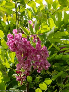 Jetzt einen Hausbaum pflanzen ...
... und sich im Sommer über Schatten freuen.
Zu den meist gelesenen Artikeln im Blog gehört: "23 kleine Bäume für den kleinen Gärten". Es ist ja auch schwierig, einen schönen und zugleich auch passenden Baum für den Garten auswählen - es gibt schließlich so viele schöne Bäume.
Es ist noch immer Pflanzzeit für Bäume.
Nur, welcher passt zum Standort?
Welche Bäume vertragen Hitze und Trockenheit und sind fit für den Klimawandel?
Wie viel Platz ist für den neuen Hausbaum überhaupt vorhanden?
Soll es ein Baum mit kleiner Krone sein, ein Kugelbaum oder ein schmaler Säulenbaum? Für diese Bäume reichen unten herum bereits 1,5 Meter völlig.
Merke: Kein Garten ist zu klein für einen Baum!
Jeder Baum ist gut und nützlich im Kampf gegen den Klimawandel und für den Schutz von Insekten und Vögeln.
Im Blog: 23 kleine Bäume für den kleinen Garten
https://www.wo-blumenbilder-wachsen.de/kleine-baeume-fuer-kleinen-garten/
Kurz: https://www.insbeet.de/Hausbaum
#bäume #garten #gartenwissen #pflanzen #gartentipps #hausbaum #klimawandel #gartengestaltung #gartenblog #klimaschutz #baum #umwelt #gartenbäume #naturschutz #bienenweide #naturfotografie #klima #meingarten #lebenmitblumen #baumliebe #zukunftsbaum #zukunftsplanze #natur #zukunft #omsystemde