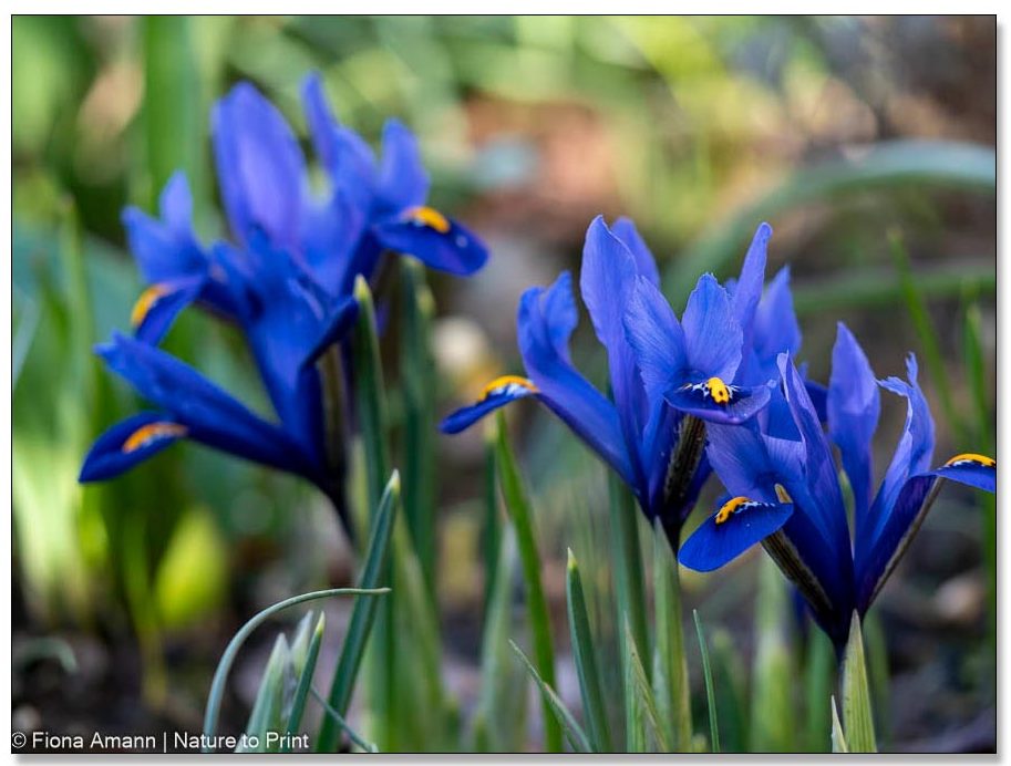 Frühling machen im März. Die Zwerg-Iris blüht bereits.